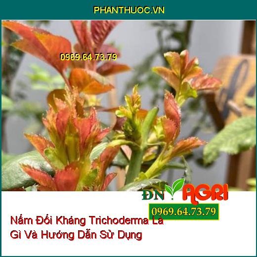 Nấm Đối Kháng Trichoderma Là Gì Và Hướng Dẫn Sử Dụng 