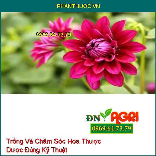 Trồng Và Chăm Sóc Hoa Thược Dược Đúng Kỹ Thuật