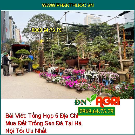 Tổng Hợp 5 Địa Chỉ Mua Đất Trồng Sen Đá Tại Hà Nội Tối Ưu Nhất