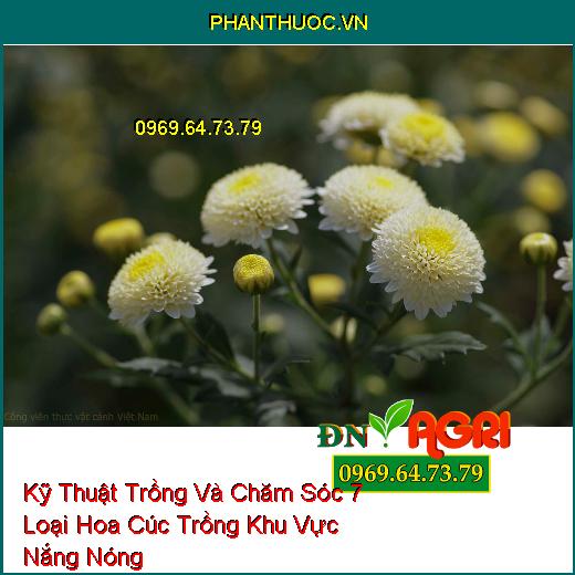 Kỹ Thuật Trồng Và Chăm Sóc 7 Loại Hoa Cúc Trồng Khu Vực Nắng Nóng 