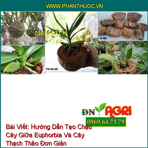 Bài Viết: 
Hướng Dẫn Tạo Chậu Cây Giữa Euphorbia Và Cây Thạch Thảo 
Đơn Giản