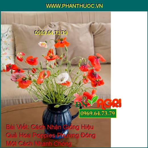 Cách Nhân Giống Hiệu Quả Hoa Poppies Phương Đông Một Cách Nhanh Chóng