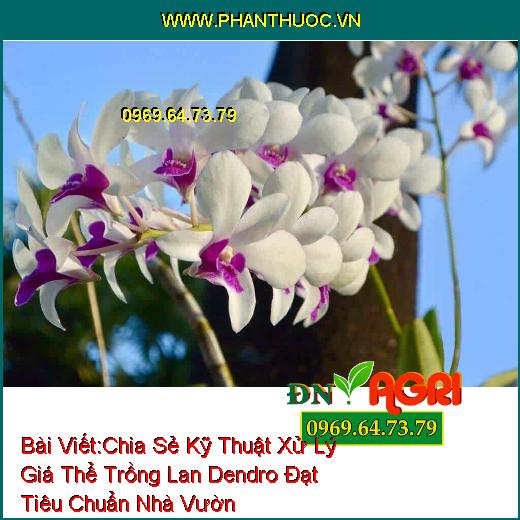 Chia Sẻ Kỹ Thuật Xử Lý Giá Thể Trồng Lan Dendro Đạt Tiêu Chuẩn Nhà Vườn