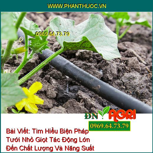 Tìm Hiểu Biện Pháp Tưới Nhỏ Giọt Tác Động Lớn Đến Chất Lượng Và Năng Suất Cây Trồng