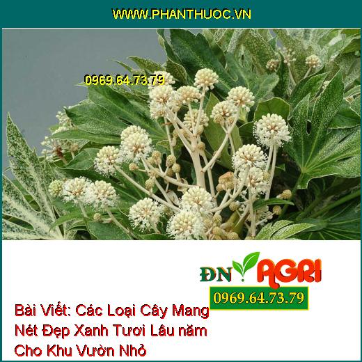 Các Loại Cây Mang Nét Đẹp Xanh Tươi Lâu năm Cho Khu Vườn Nhỏ