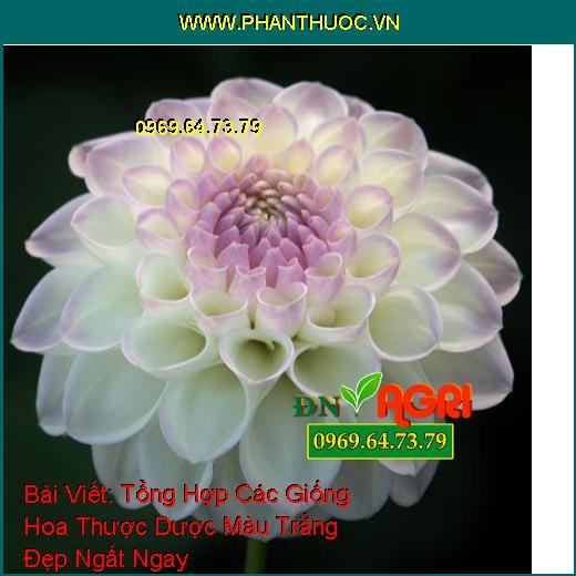 Tổng Hợp Các Giống Hoa Thược Dược Màu Trắng Đẹp Ngất Ngay