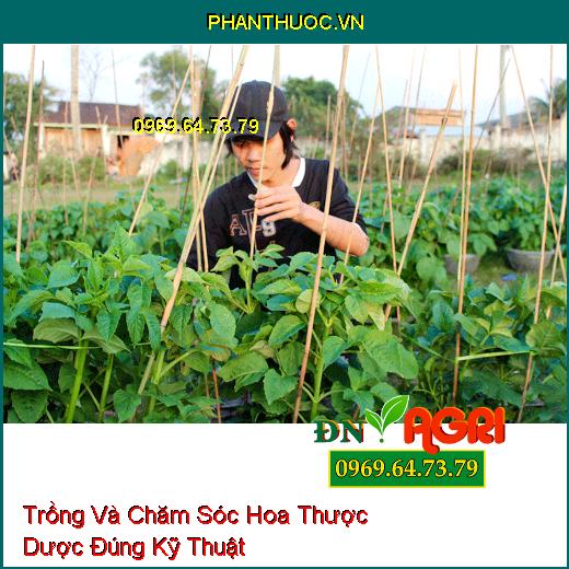 Trồng Và Chăm Sóc Hoa Thược Dược Đúng Kỹ Thuật