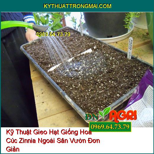 Kỹ Thuật Gieo Hạt Giống Hoa Cúc Zinnia Ngoài Sân Vườn Đơn Giản