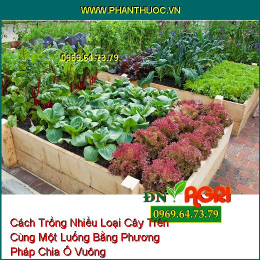 Cách Trồng Nhiều Loại Cây Trên Cùng Một Luống Bằng Phương Pháp Chia Ô Vuông