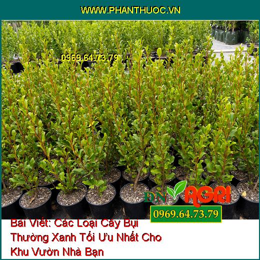 Các Loại Cây Bụi Thường Xanh Tối Ưu Nhất Cho Khu Vườn Nhà Bạn