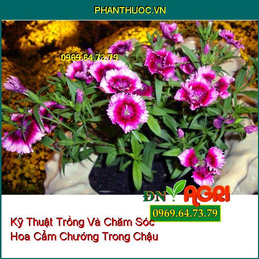 Kỹ Thuật Trồng Và Chăm Sóc Hoa Cẩm Chướng Trong Chậu 