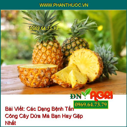 Các Dạng Bệnh Tấn Công Cây Dứa Mà Bạn Hay Gặp Nhất