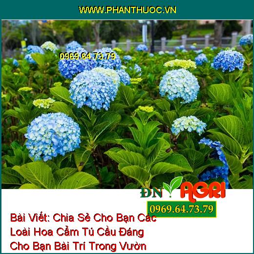 Bài Viết: Chia Sẻ Cho Bạn Các Loài Hoa Cẩm Tú Cầu Đáng Cho Bạn Bài Trí Trong Vườn Nhà