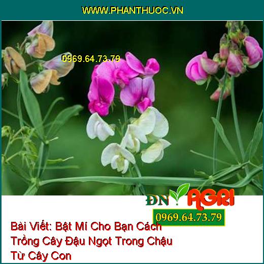 Bật Mí Cho Bạn Cách Trồng Cây Đậu Ngọt Trong Chậu Từ Cây Con