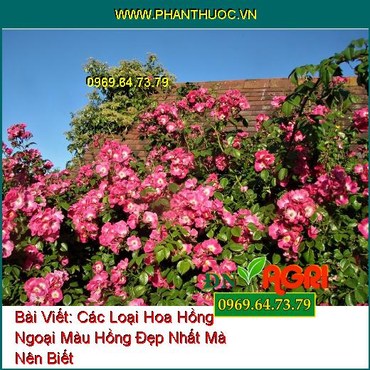 Các Loại Hoa Hồng Ngoại Màu Hồng Đẹp Nhất Mà Nên Biết