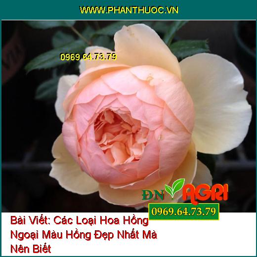 Các Loại Hoa Hồng Ngoại Màu Hồng Đẹp Nhất Mà Nên Biết