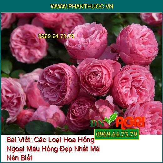 Các Loại Hoa Hồng Ngoại Màu Hồng Đẹp Nhất Mà Nên Biết