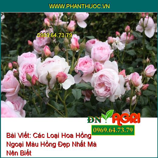 Các Loại Hoa Hồng Ngoại Màu Hồng Đẹp Nhất Mà Nên Biết