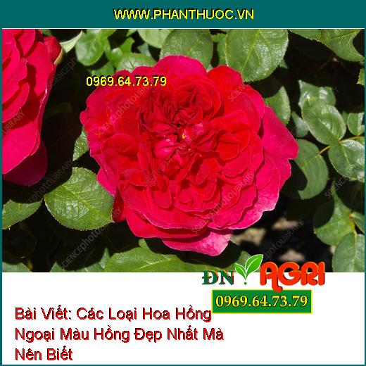 Các Loại Hoa Hồng Ngoại Màu Hồng Đẹp Nhất Mà Nên Biết