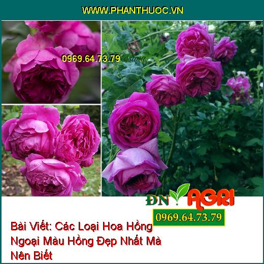 Các Loại Hoa Hồng Ngoại Màu Hồng Đẹp Nhất Mà Nên Biết