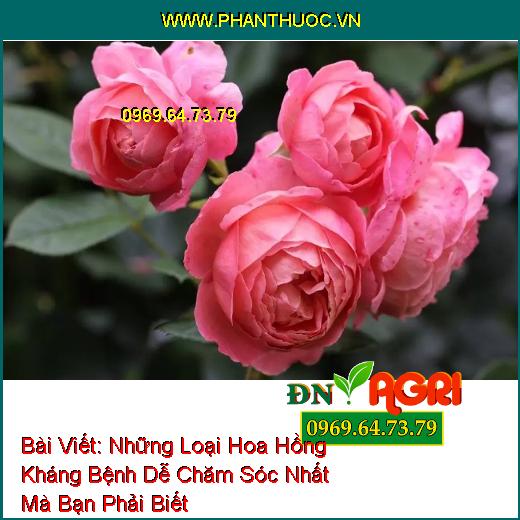 Những Loại Hoa Hồng Kháng Bệnh Dễ Chăm Sóc Nhất Mà Bạn Phải Biết