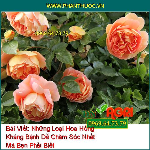 Những Loại Hoa Hồng Kháng Bệnh Dễ Chăm Sóc Nhất Mà Bạn Phải Biết