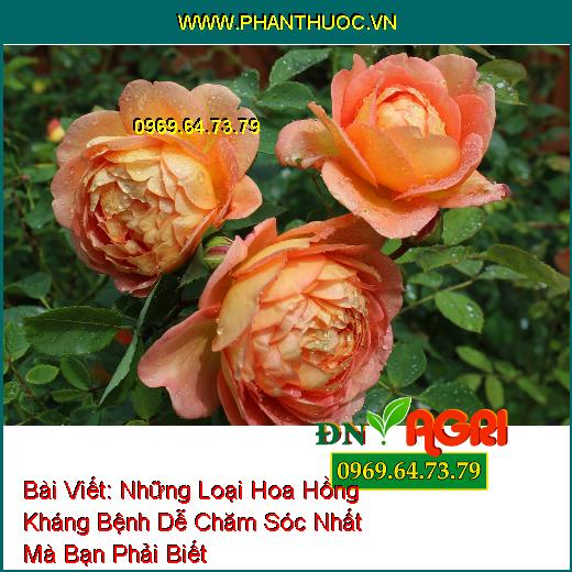 Những Loại Hoa Hồng Kháng Bệnh Dễ Chăm Sóc Nhất Mà Bạn Phải Biết