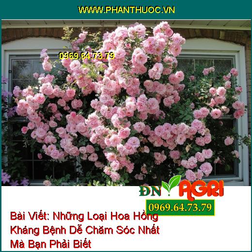 Những Loại Hoa Hồng Kháng Bệnh Dễ Chăm Sóc Nhất Mà Bạn Phải Biết