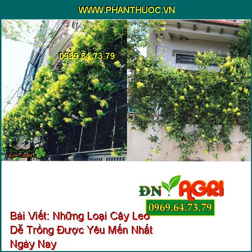 Những Loại Cây Leo Dễ Trồng Được Yêu Mến Nhất Ngày Nay