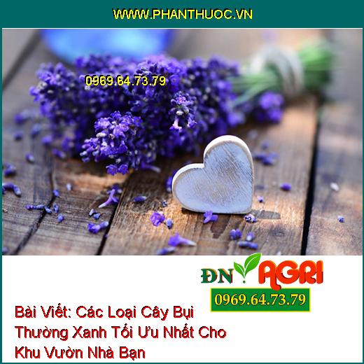 Các Loại Cây Bụi Thường Xanh Tối Ưu Nhất Cho Khu Vườn Nhà Bạn