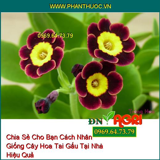 Chia Sẻ Cho Bạn Cách Nhân Giống Cây Hoa Tai Gấu Tại Nhà Hiệu Quả