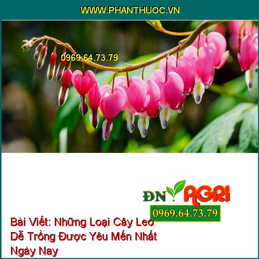 Những Loại Cây Leo Dễ Trồng Được Yêu Mến Nhất Ngày Nay