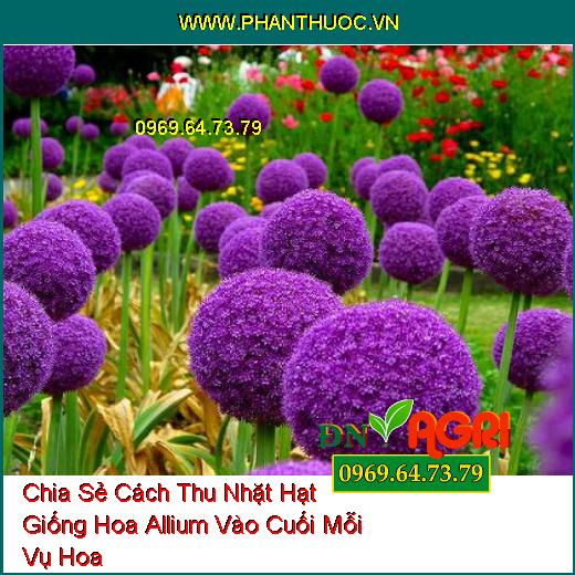 Chia Sẻ Cách Thu Nhặt Hạt Giống Hoa Allium Vào Cuối Mỗi Vụ Hoa