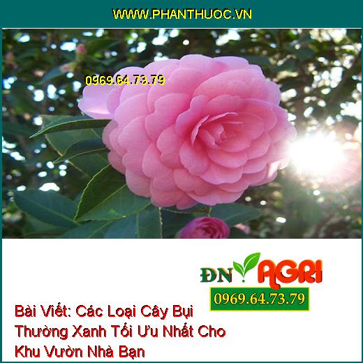 Các Loại Cây Bụi Thường Xanh Tối Ưu Nhất Cho Khu Vườn Nhà Bạn