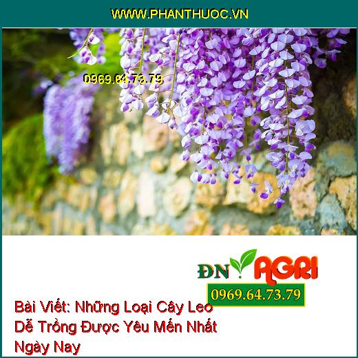 Những Loại Cây Leo Dễ Trồng Được Yêu Mến Nhất Ngày Nay