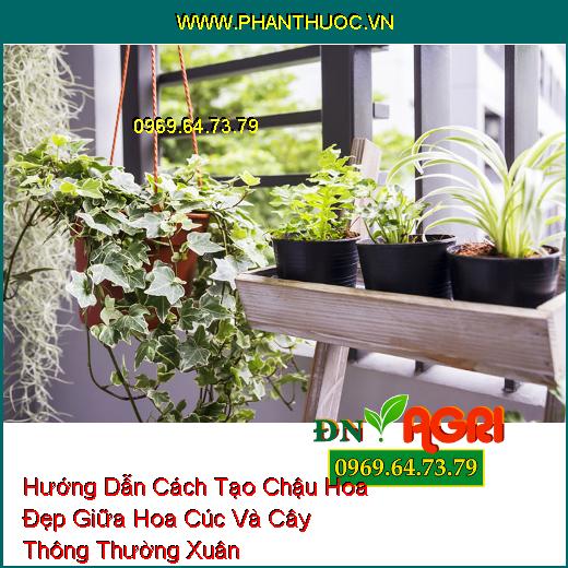 Hướng Dẫn Cách Tạo Chậu Hoa Đẹp Giữa Hoa Cúc Và Cây Thông Thường Xuân