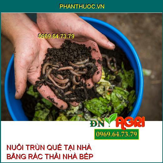 NUÔI TRÙN QUẾ TẠI NHÀ BẰNG RÁC THẢI NHÀ BẾP