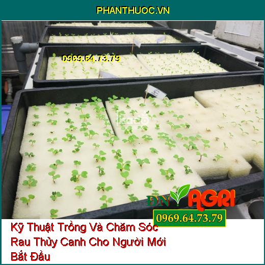 Kỹ Thuật Trồng Và Chăm Sóc Rau Thủy Canh Cho Người Mới Bắt Đầu 