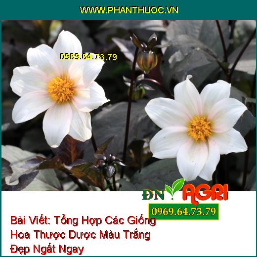 Tổng Hợp Các Giống Hoa Thược Dược Màu Trắng Đẹp Ngất Ngay