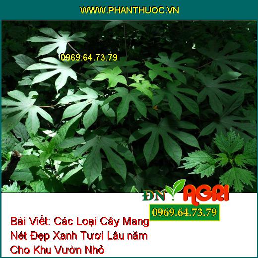 Các Loại Cây Mang Nét Đẹp Xanh Tươi Lâu năm Cho Khu Vườn Nhỏ