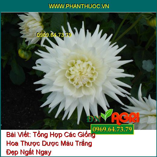 Tổng Hợp Các Giống Hoa Thược Dược Màu Trắng Đẹp Ngất Ngay