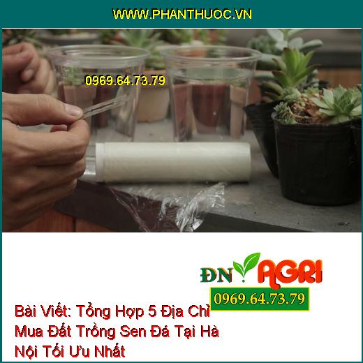 Tổng Hợp 5 Địa Chỉ Mua Đất Trồng Sen Đá Tại Hà Nội Tối Ưu Nhất