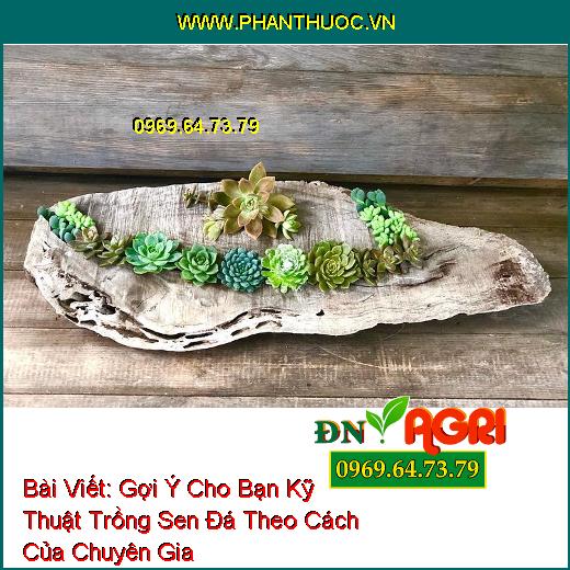 Gợi Ý Cho Bạn Kỹ Thuật Trồng Sen Đá Theo Cách Của Chuyên Gia