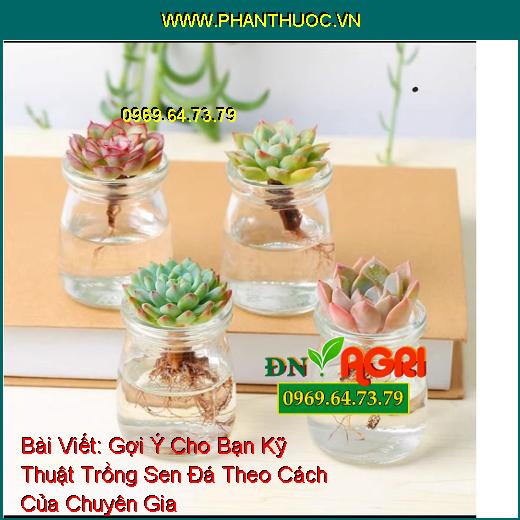 Gợi Ý Cho Bạn Kỹ Thuật Trồng Sen Đá Theo Cách Của Chuyên Gia