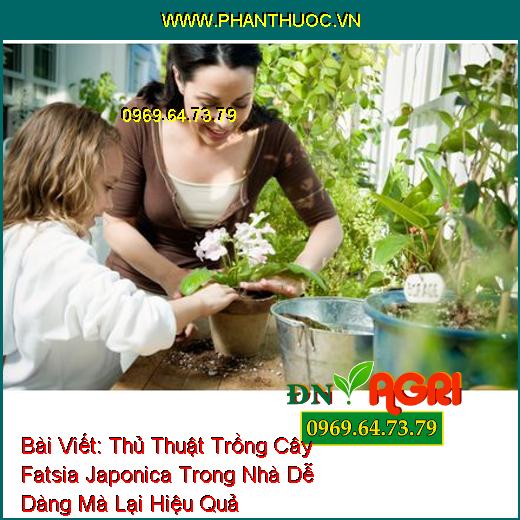 Thủ Thuật Trồng Cây Fatsia Japonica Trong Nhà Dễ Dàng Mà Lại Hiệu Quả