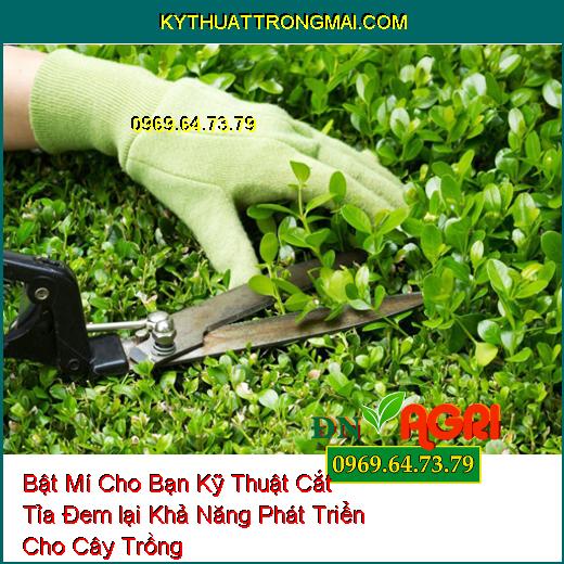 Bật Mí Cho Bạn Kỹ Thuật Cắt Tỉa Đem lại Khả Năng Phát Triển Cho Cây Trồng