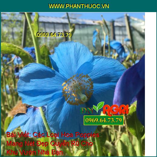 Các Loại Hoa Poppies Mang Nét Đẹp Quyến Rũ Cho Khu Vườn Nhà Bạn