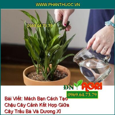 Mách Bạn Cách Tạo Chậu Cây Cảnh Kết Hợp Giữa Cây Trầu Bà Và Dương Xỉ