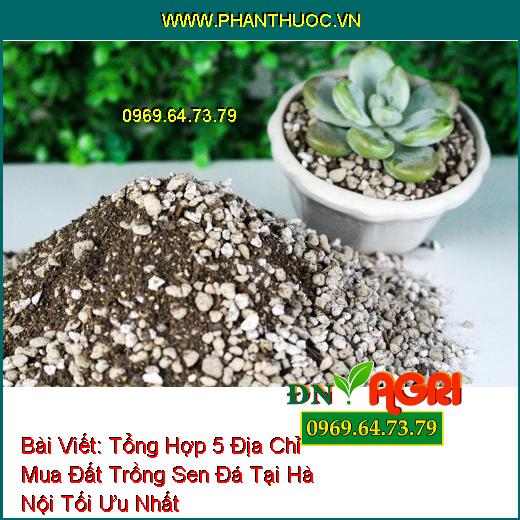 Tổng Hợp 5 Địa Chỉ Mua Đất Trồng Sen Đá Tại Hà Nội Tối Ưu Nhất