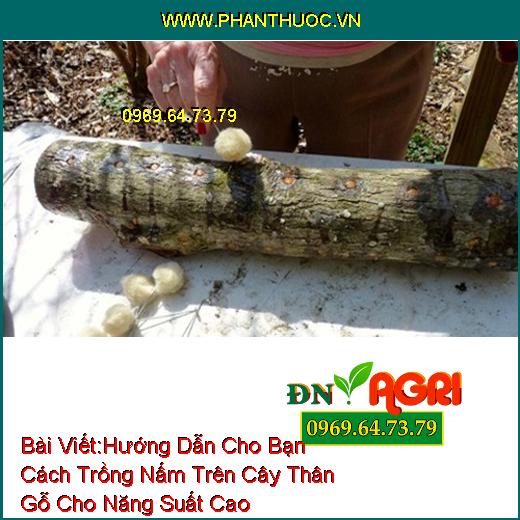 Hướng Dẫn Cho Bạn Cách Trồng Nấm Trên Cây Thân Gỗ Cho Năng Suất Cao